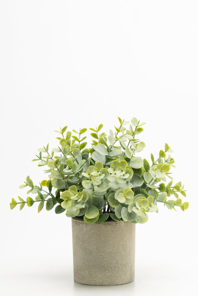 Eucalyptus 23cm