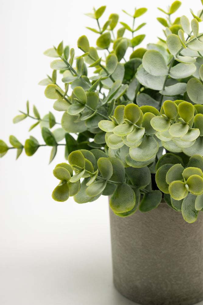 Eucalyptus 23cm