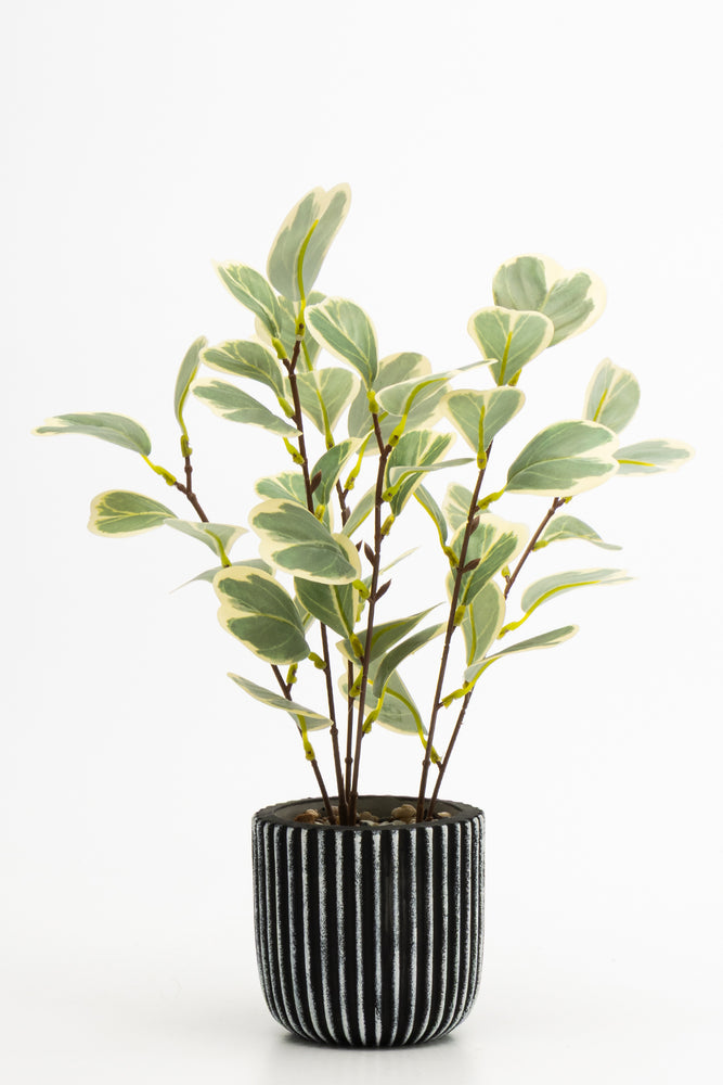 Green 2 Tone Plant 35cm